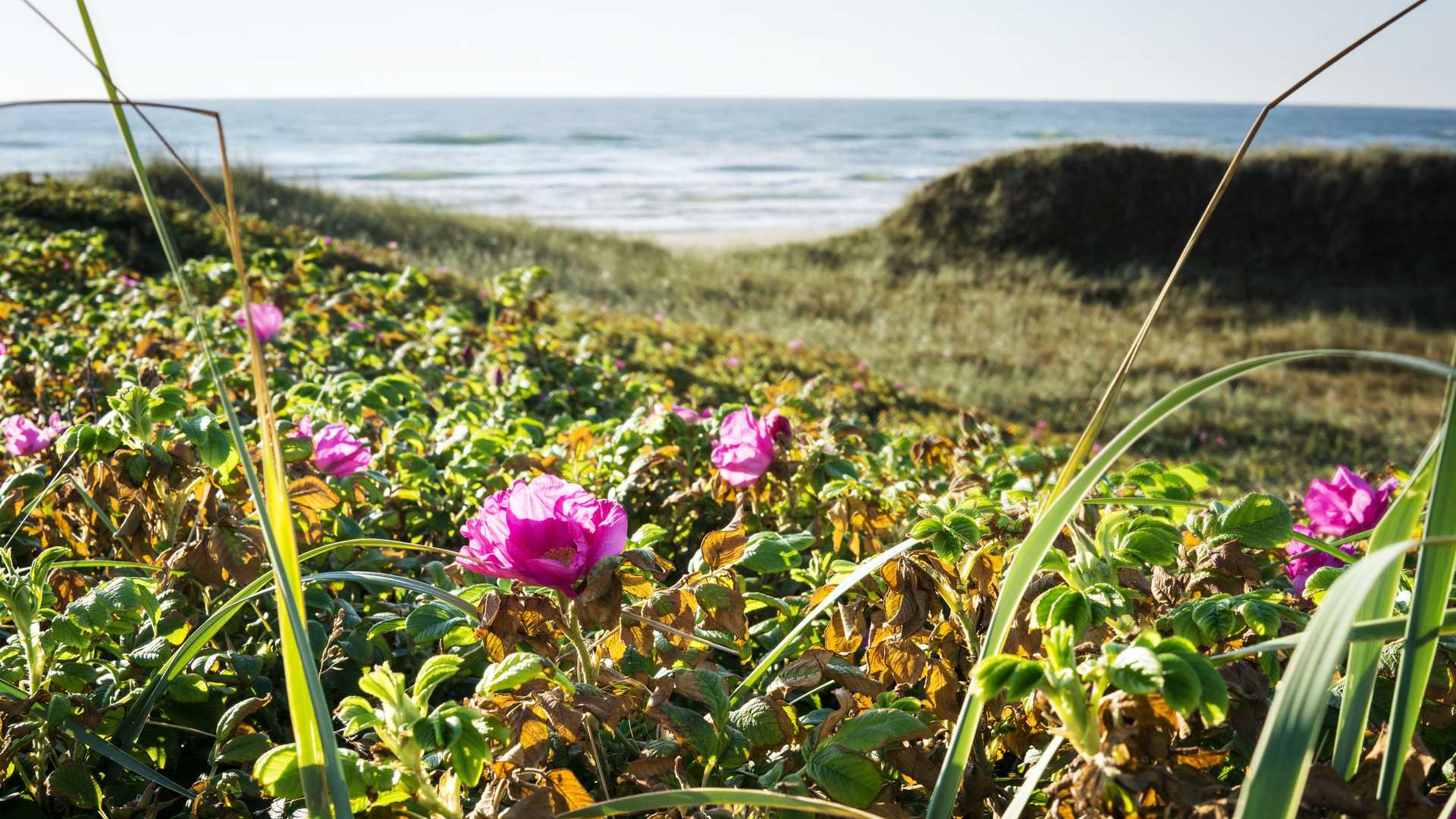 Nature-based coastal protection