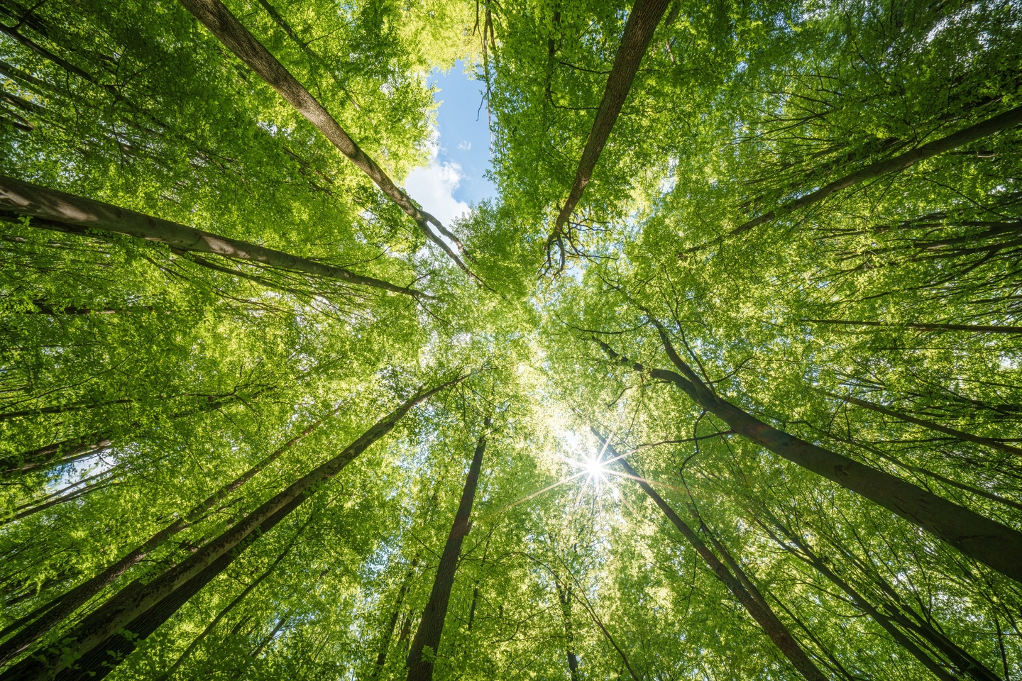 Biodiversität und naturbasierte Lösungen für Rechenzentren: Entwicklungs- und Betriebsstrategien